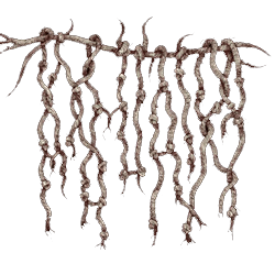 Ayahuaira Artist Logo